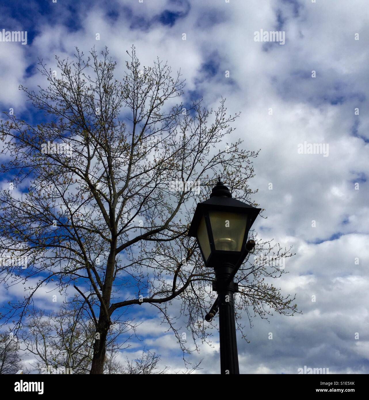 More Trees And Street Lamps 