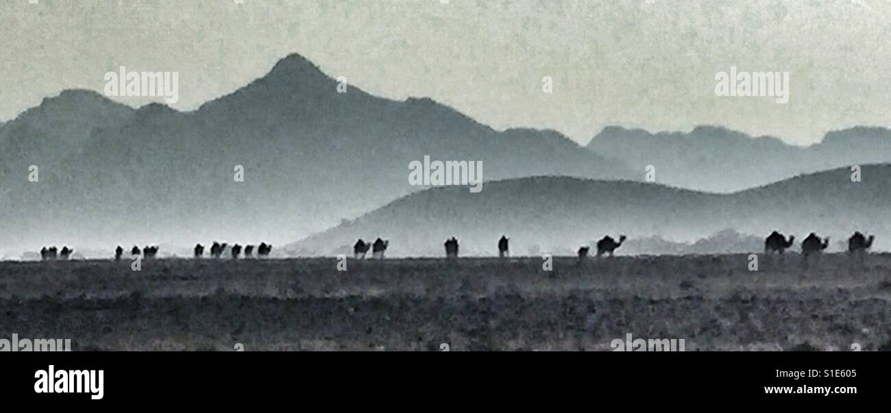 Camel train crossing Oman desert - Smartphone Captured Stock Image