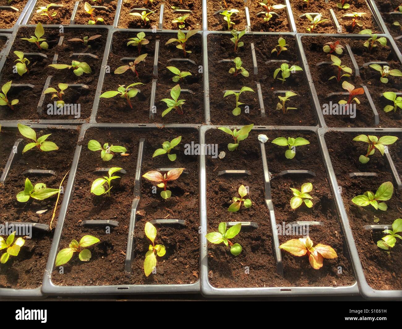 Busy Lizzie seedlings growing in cells in a greenhouse UK Stock Photo