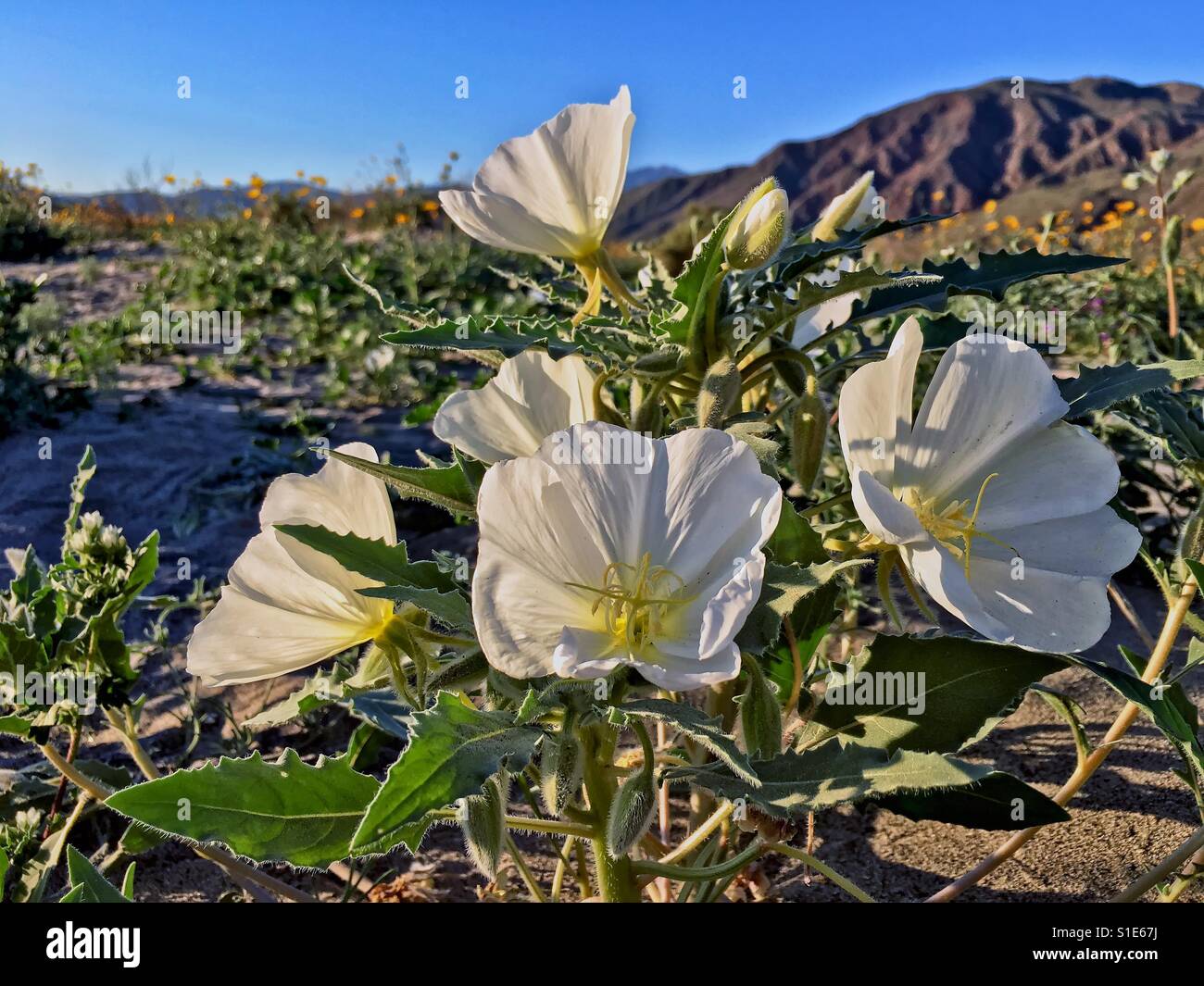 Desert wildflowers during the super bloom in Southern California. Anza