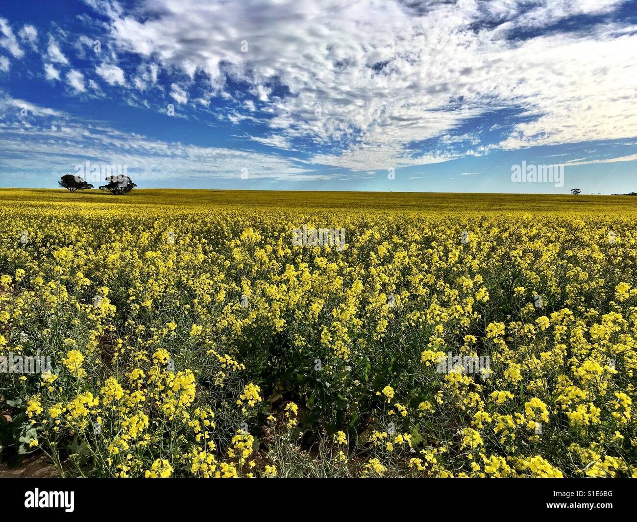 Yellow canola flowers hi-res stock photography and images - Alamy