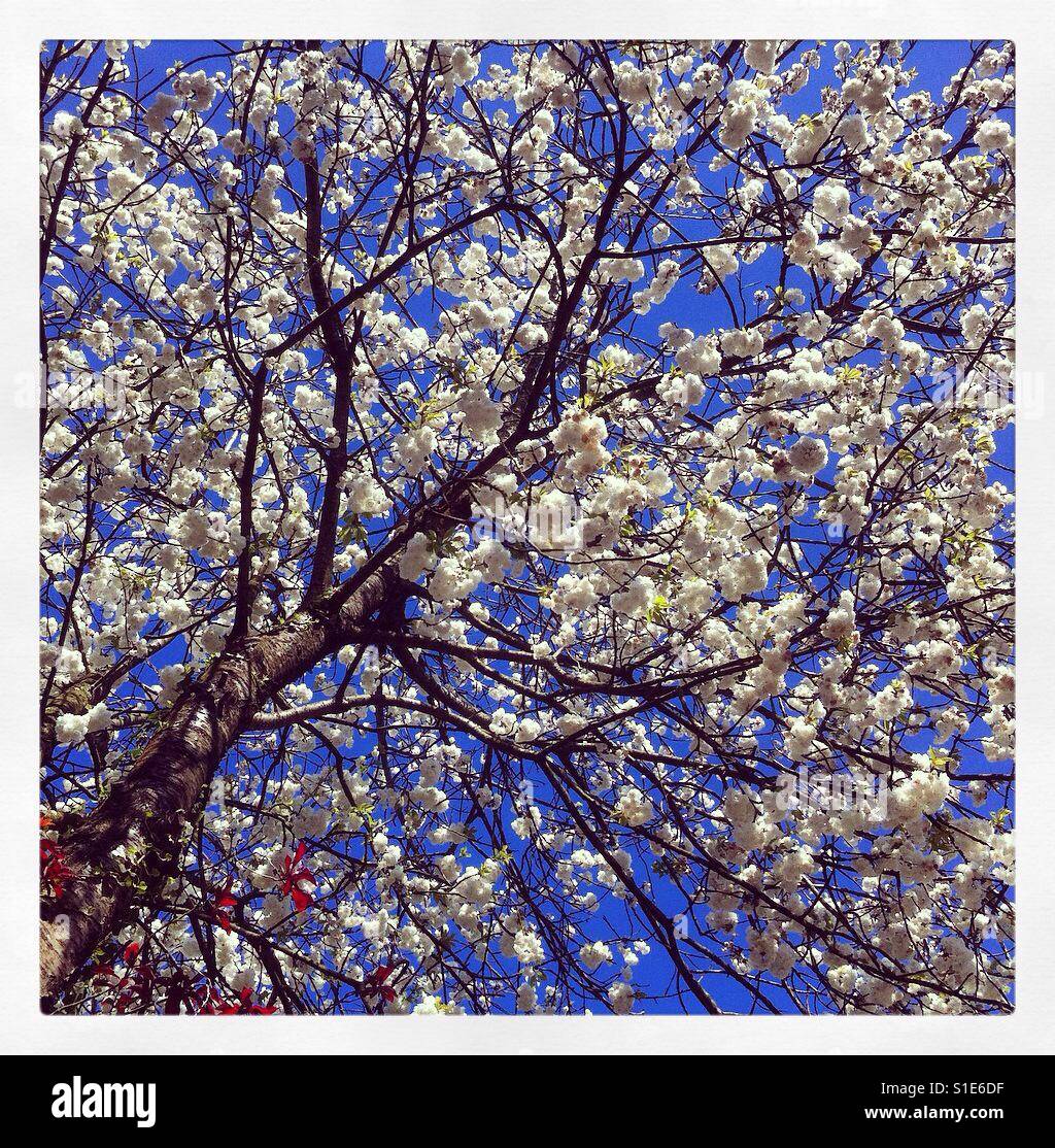 Cherry blossom Stock Photo