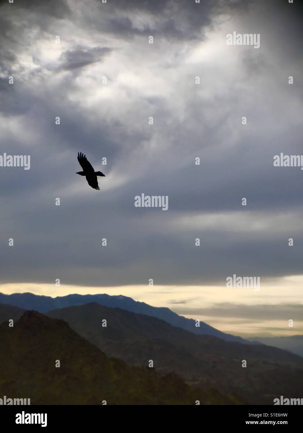 Bird - Smartphone Captured Stock Image