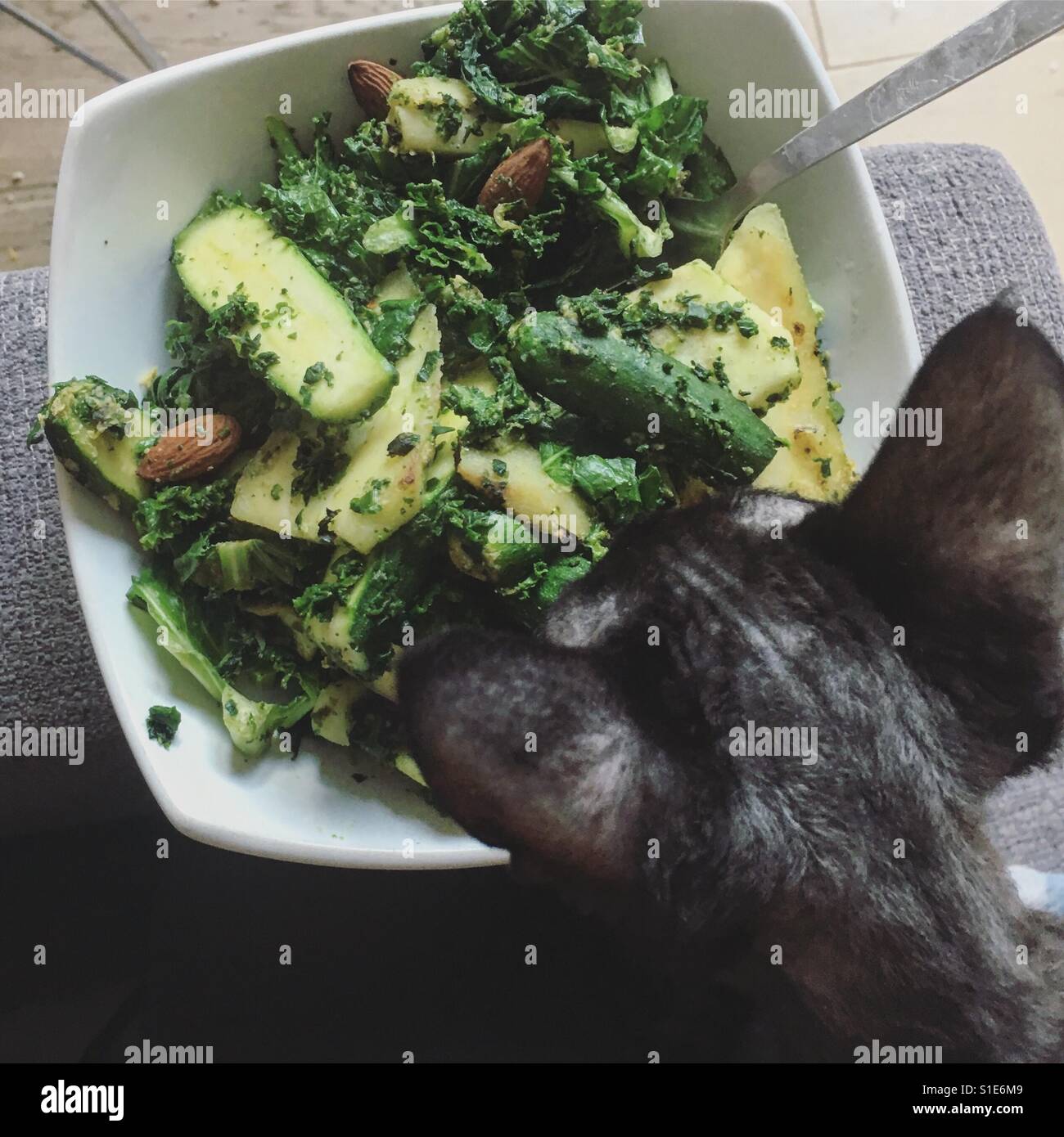 Cat trying to eat my dinner Stock Photo Alamy