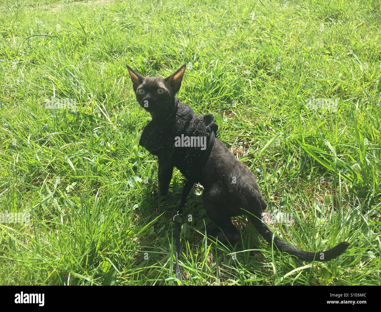 Cat in the grass on a leash Stock Photo