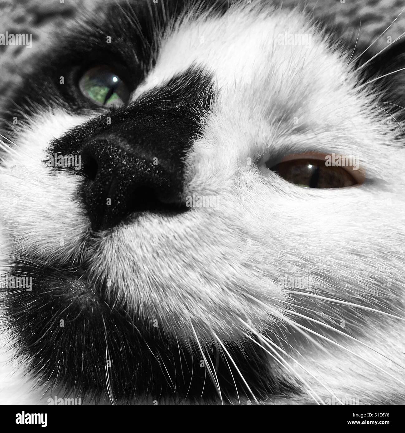 Relaxed Cat - Smartphone Captured Stock Image