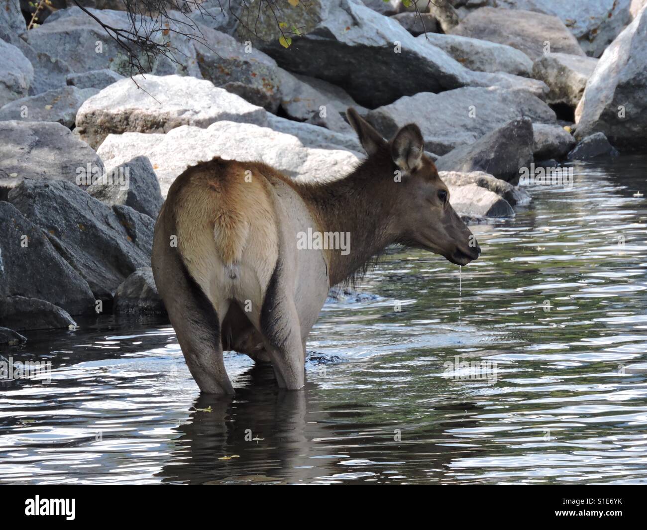 Cow elk in water Stock Photo - Alamy