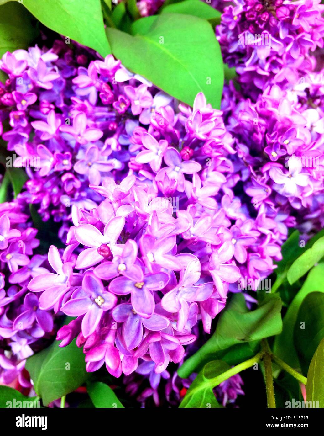 Lovely Purple, Lavender, and of course its namesake color, Spring Lilacs. Stock Photo