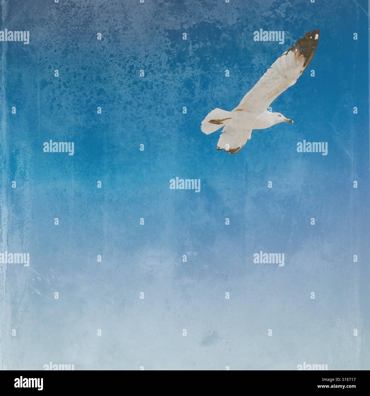 Seagull gliding through the air on a sunny blue sky day. Square crop, distressed edit. Space for copy. - Smartphone Captured Stock Image