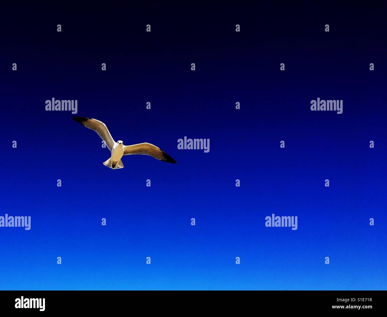 Seagull bird in flight on a sunny day. Space for copy. - Smartphone Captured Stock Image Seagull bird in flight on a sunny day. Space for copy. - Smartphone Captured Stock Image