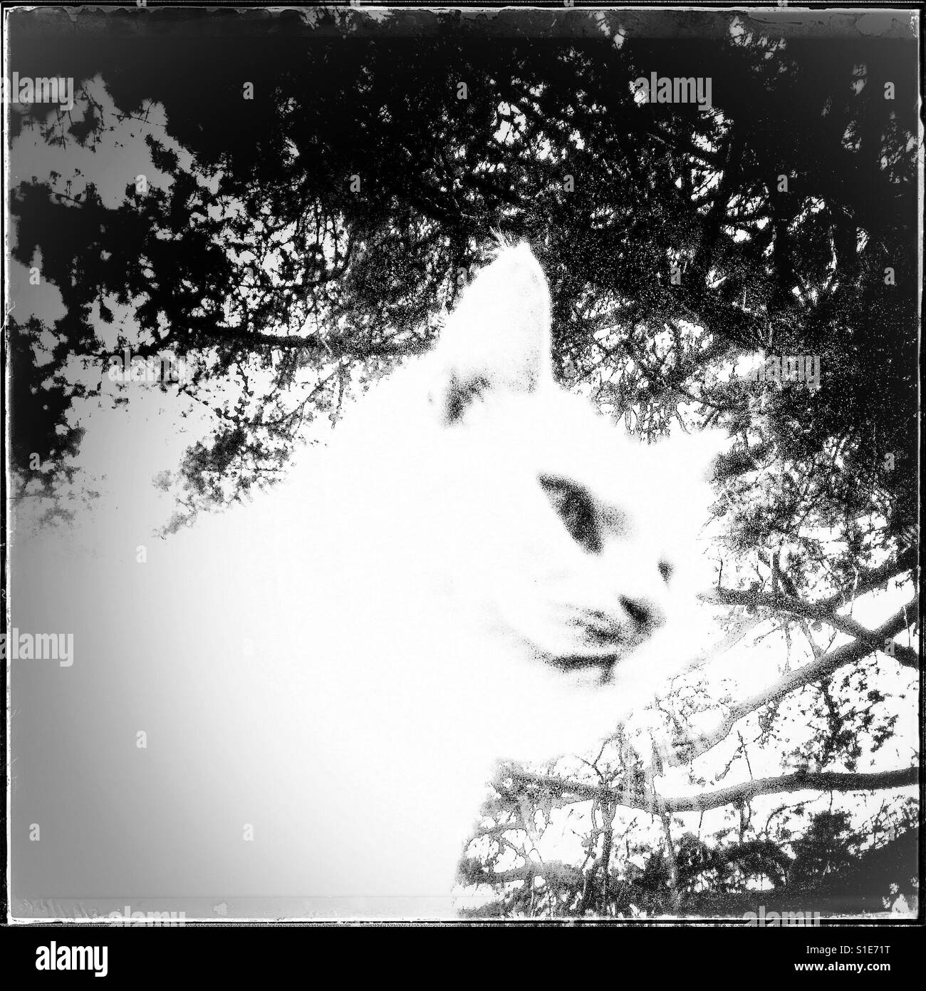 God-like cat camouflaged against the branches of a tree - Smartphone Captured Stock Image