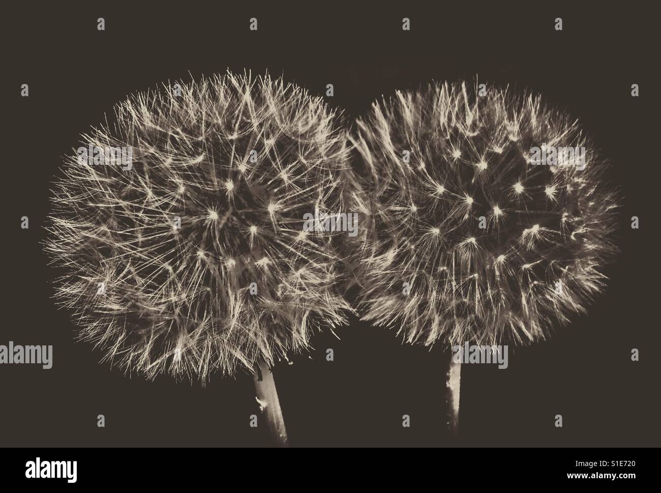 Dandelions looking like exploding fireworks - Smartphone Captured Stock Image