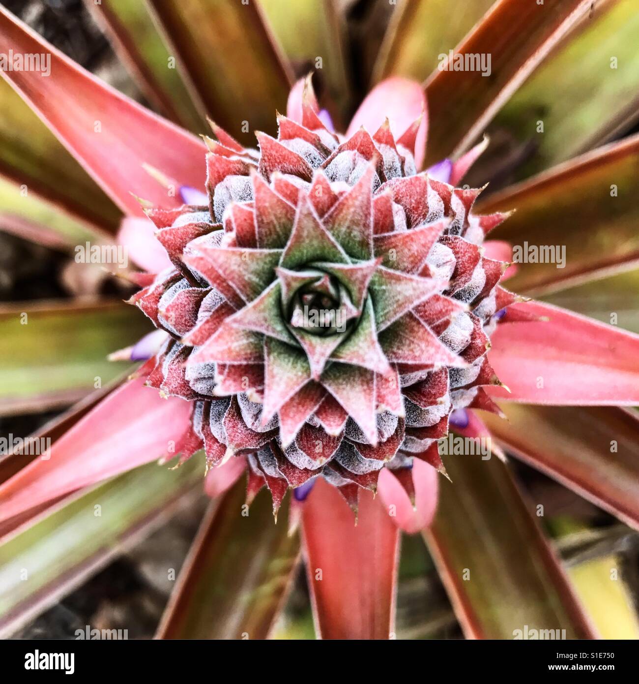 Baby pineapple plant hires stock photography and images Alamy