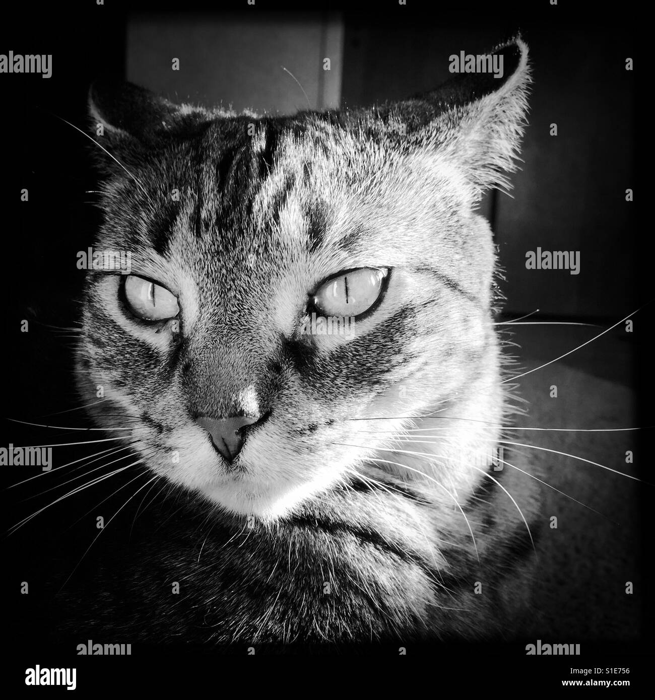 Airplane ears - Smartphone Captured Stock Image