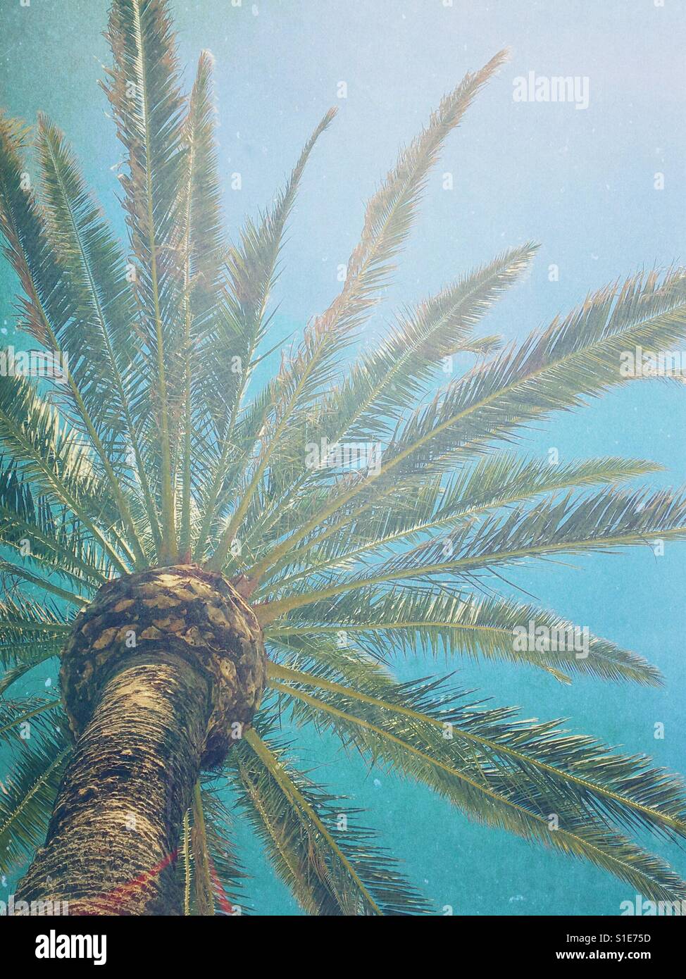 Looking up at a palm tree on a sunny day. - Smartphone Captured Stock Image