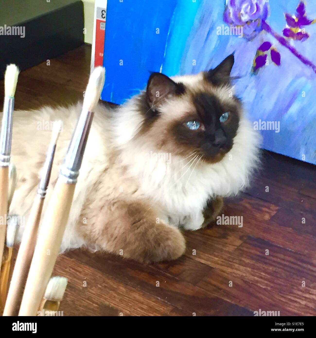 Birman cat - Smartphone Captured Stock Image