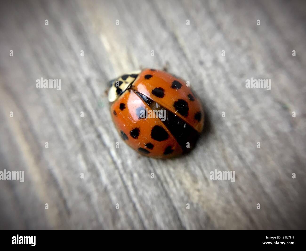 Ladybug - Smartphone Captured Stock Image