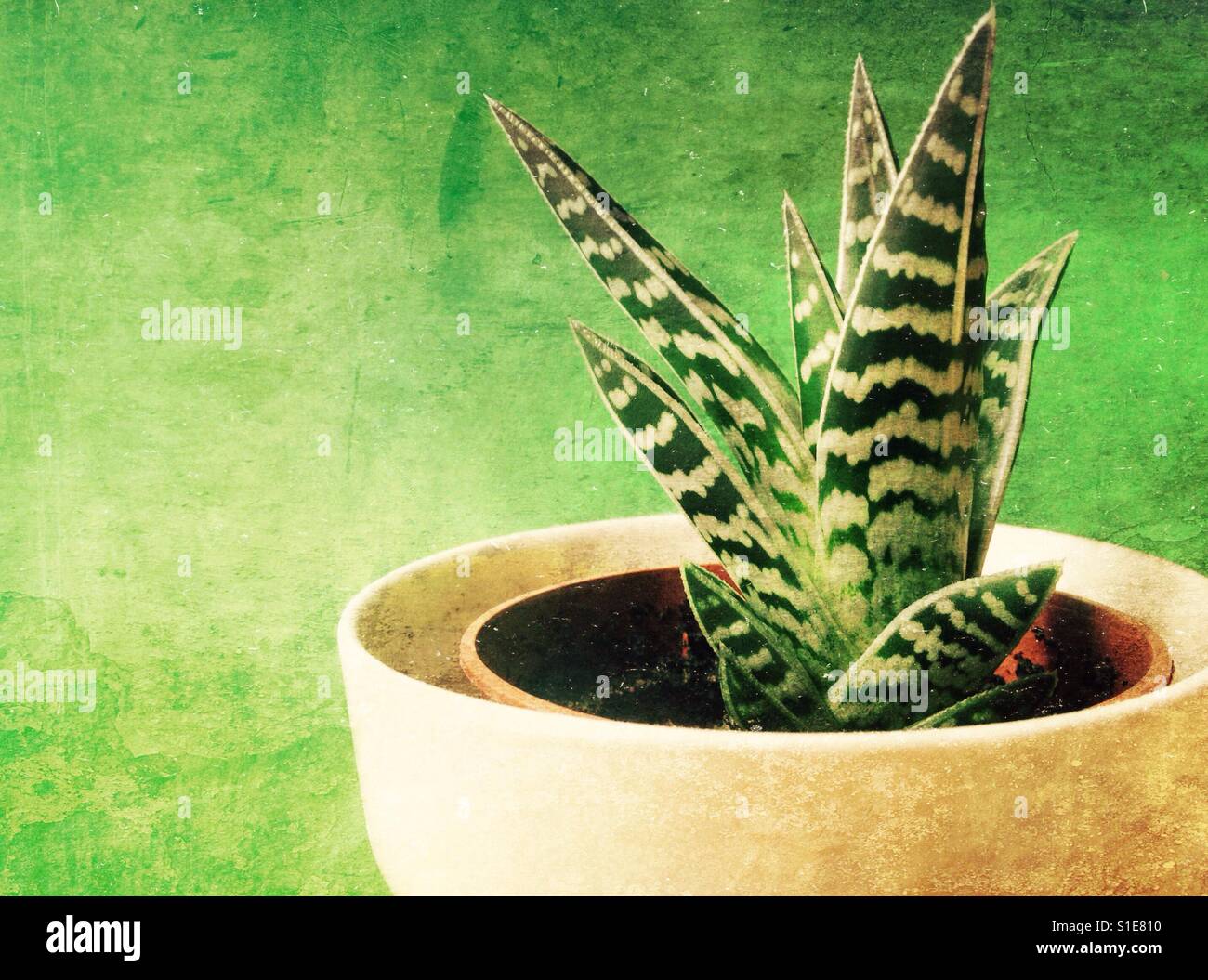 Ox tongue planted the  green background and room for copy space - Smartphone Captured Stock Image