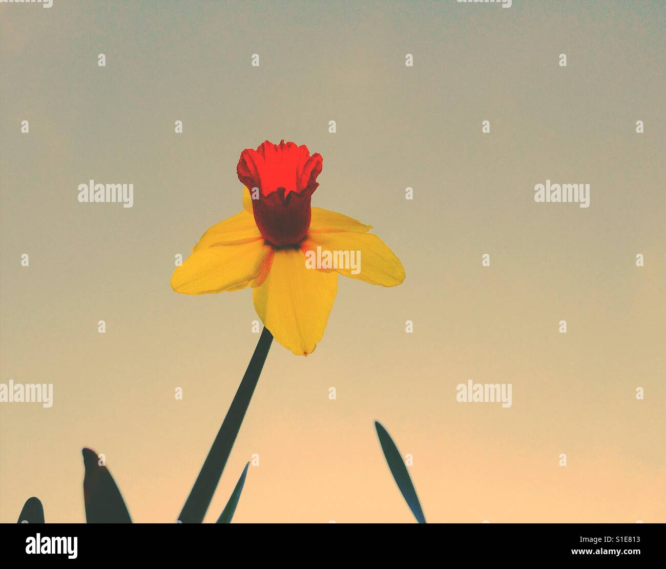 Looking upwards at a daffodil flower with a plain sky background and room for copy space - Smartphone Captured Stock Image