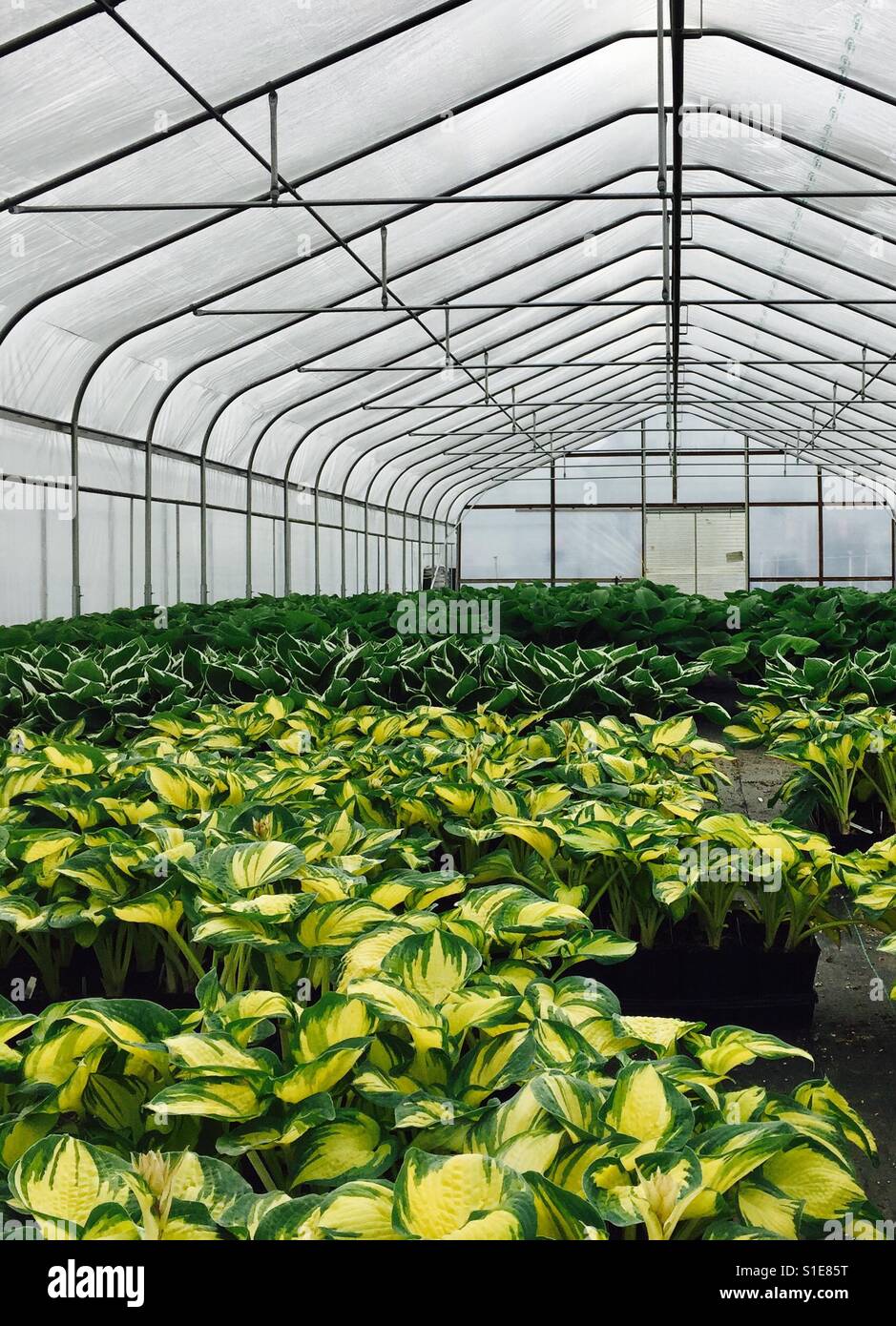 Greenhouse with hasta plants Stock Photo