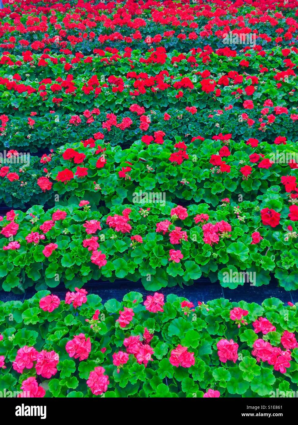 Rows of colorful geraniums in a commercial greenhouse - Smartphone Captured Stock Image