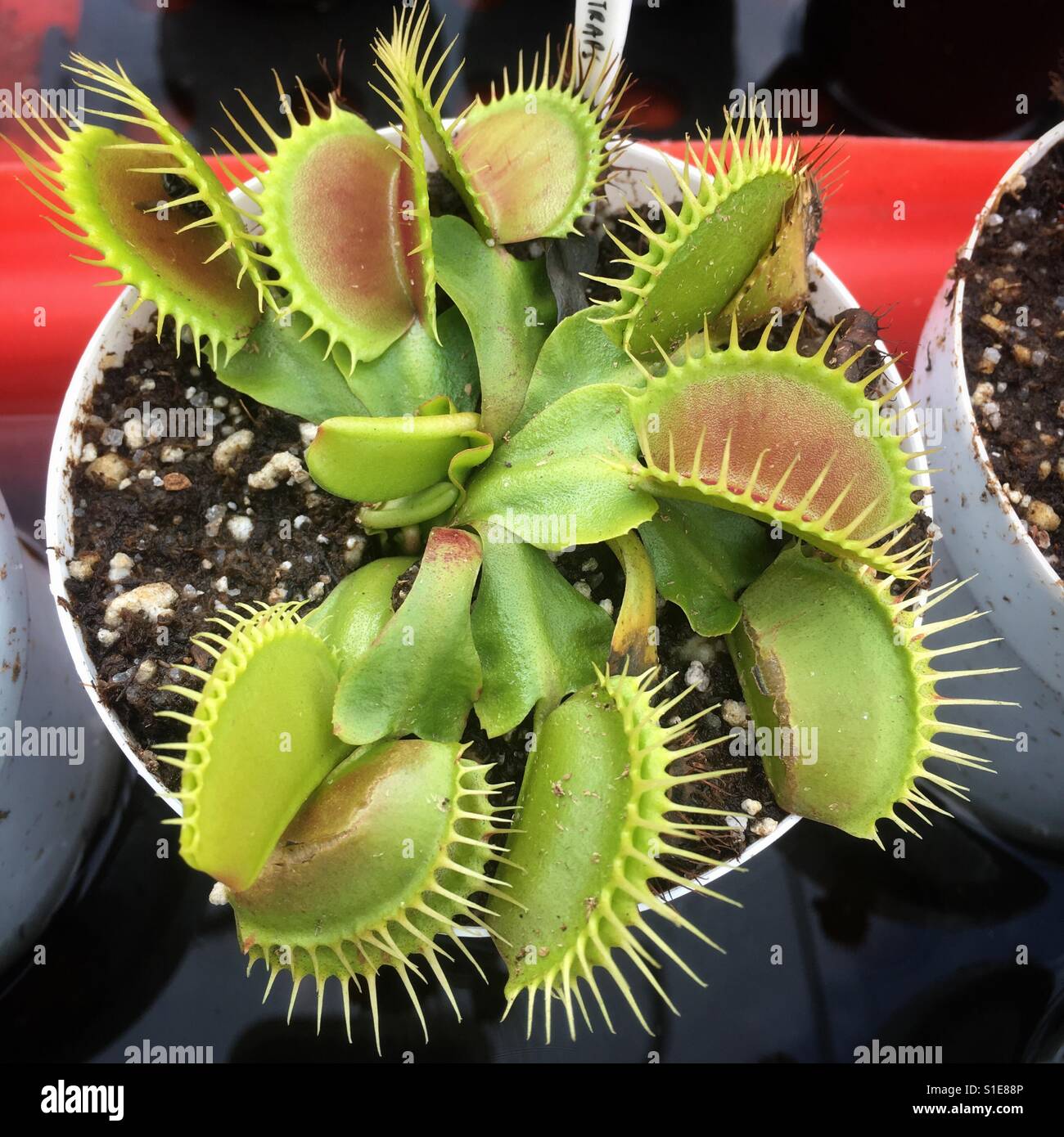 Venus flytrap - carnivorous plant Stock Photo - Alamy