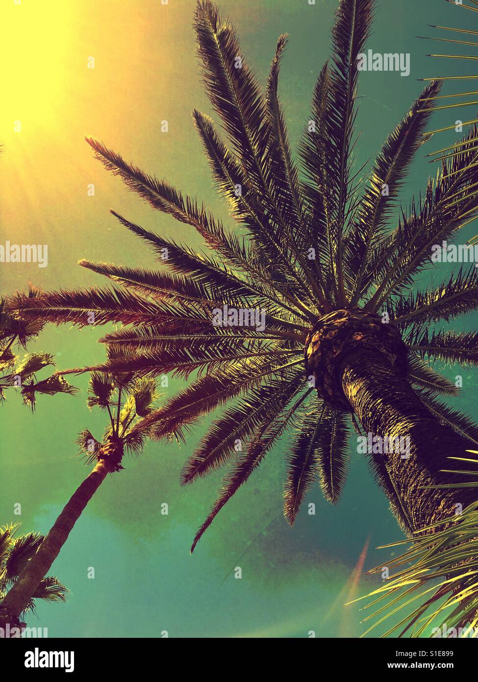 Looking up at palm trees on a hot sunny tropical day Stock Photo - Alamy
