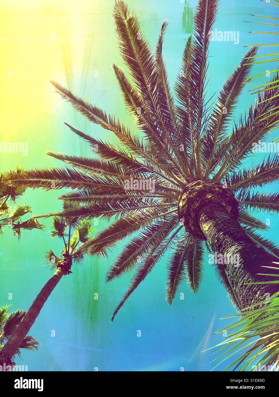 Palm trees on a hot day. - Smartphone Captured Stock Image