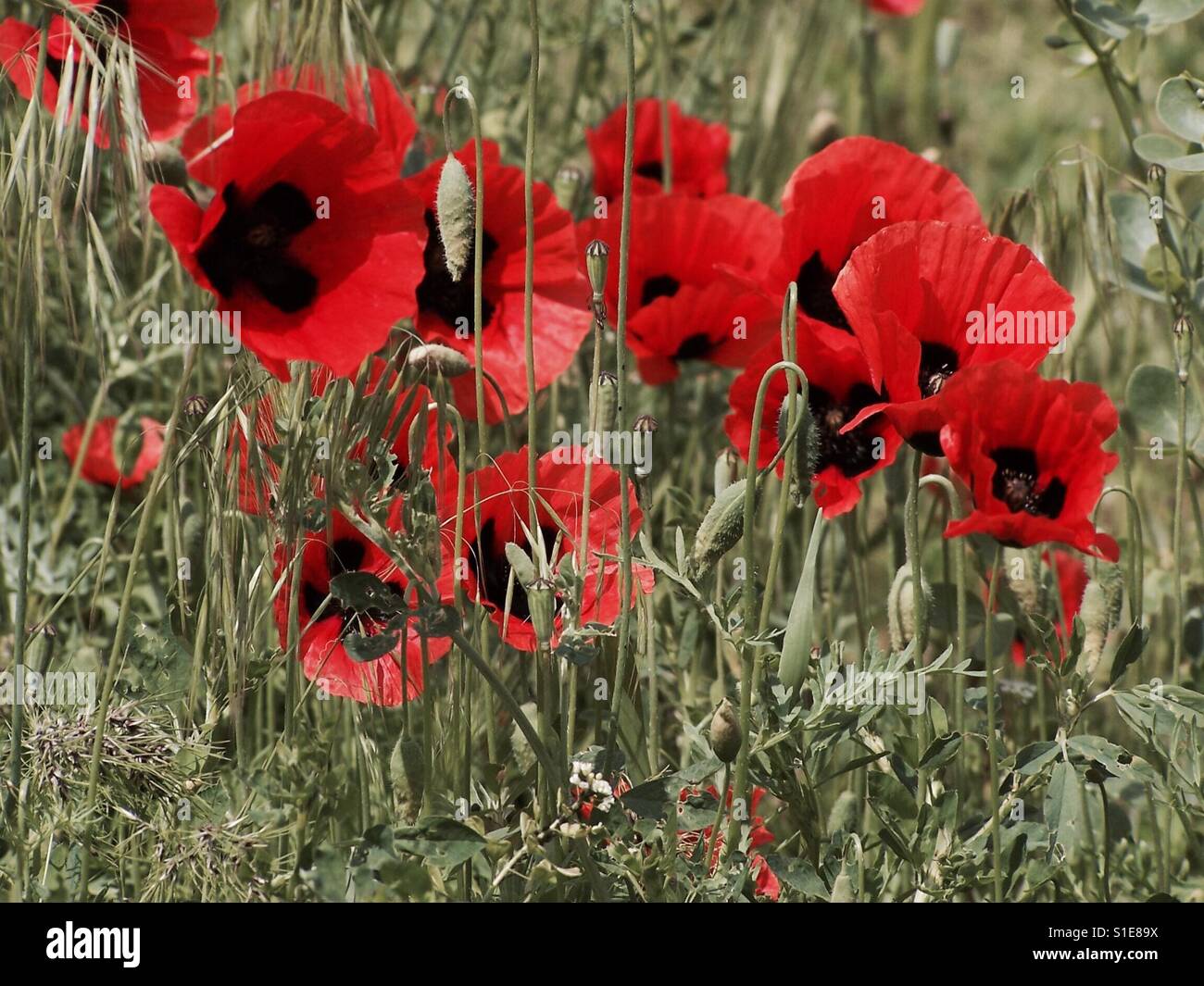 Poppies in tall grass Stock Photo