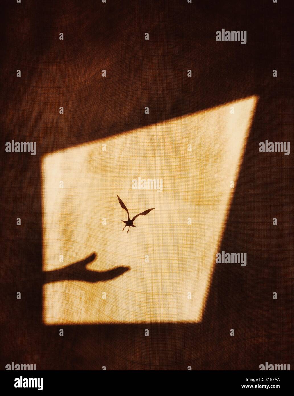 Shadow of hand realising bird on a window curtain to show the concept of flight for freedom Stock Photo