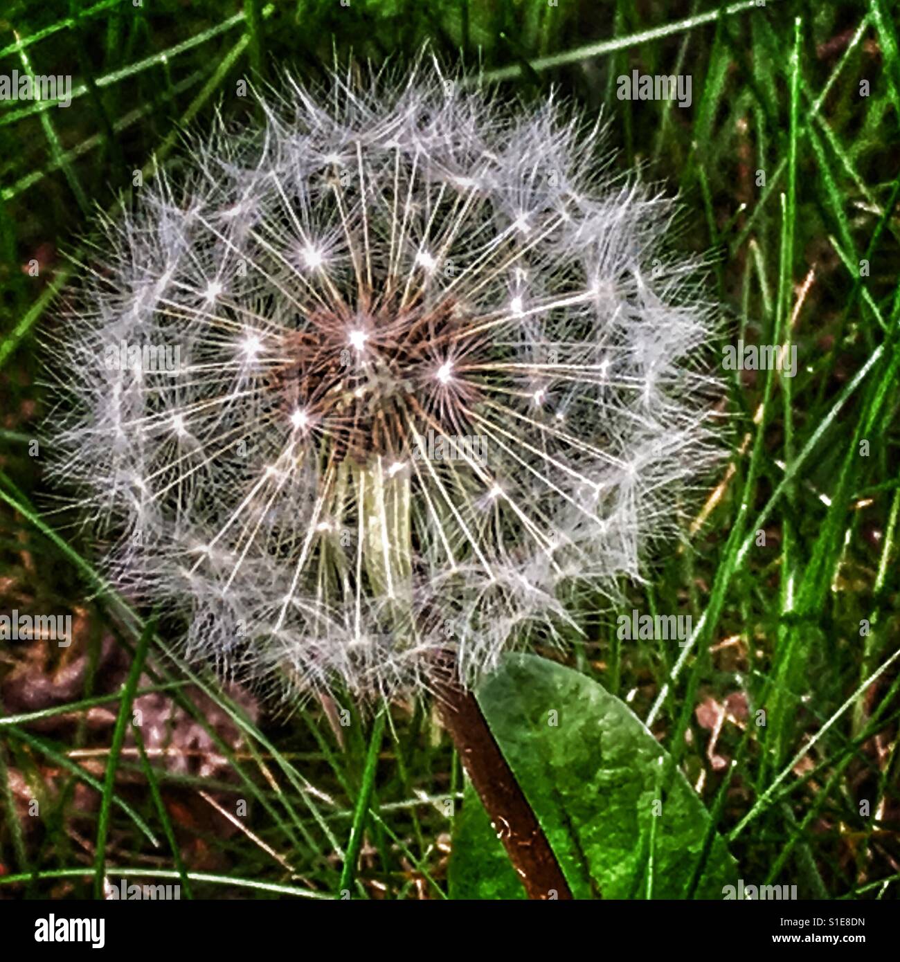 Dandelion seed head - Smartphone Captured Stock Image