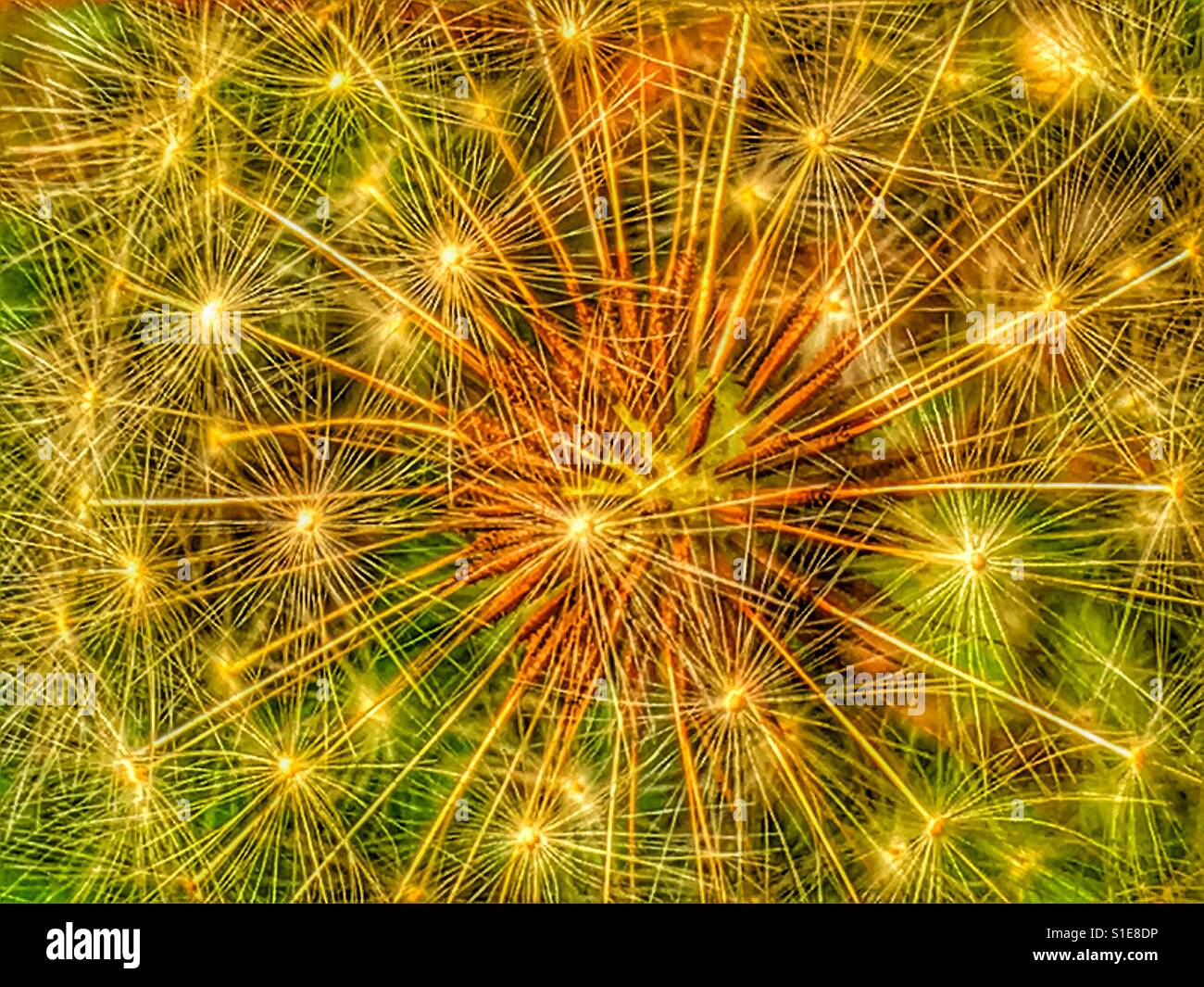 Dandelion seed head - Smartphone Captured Stock Image