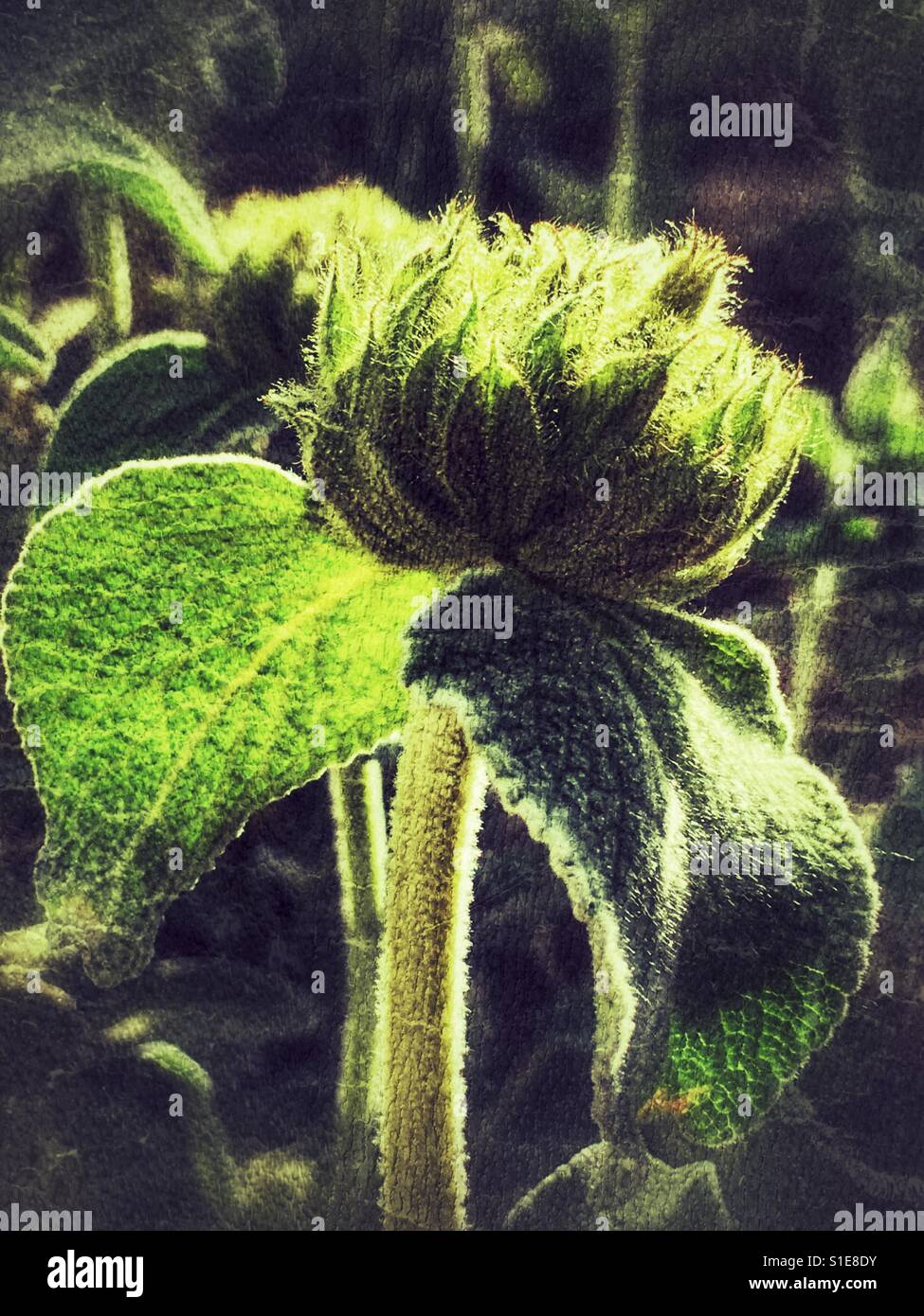 Turkish sage, Phlomis russeliana, close up of flower bud in spring - Smartphone Captured Stock Image