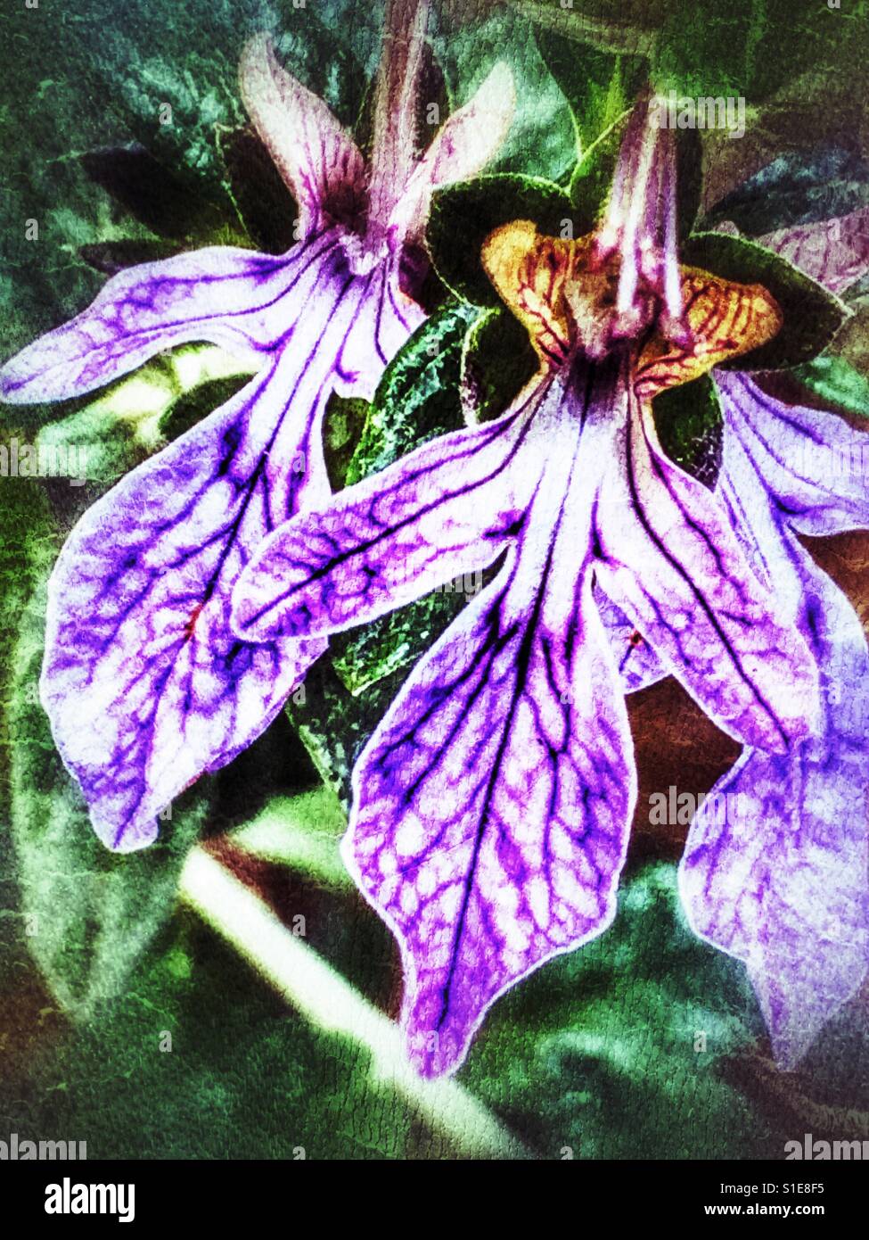 Purple veined flowers in an English cottage garden, springtime - Smartphone Captured Stock Image