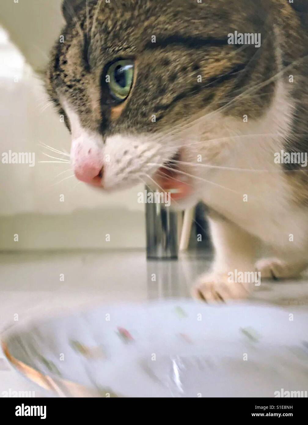 My hecat, sometimes get milk! Only sometimes and a very little bit