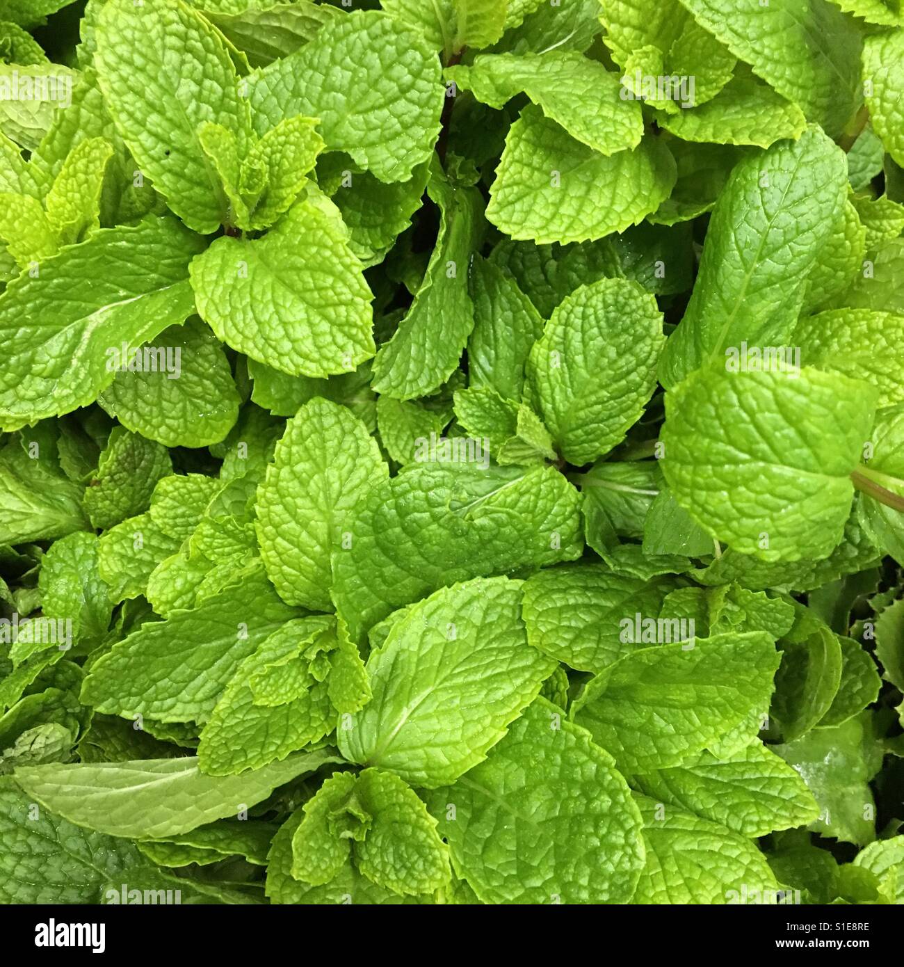 Mint flavour herb hires stock photography and images Alamy