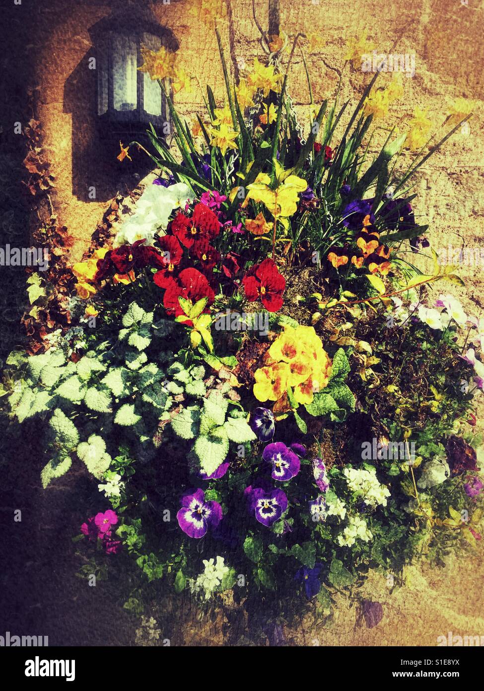 Hanging basket in Spring, against stone wall Stock Photo Alamy