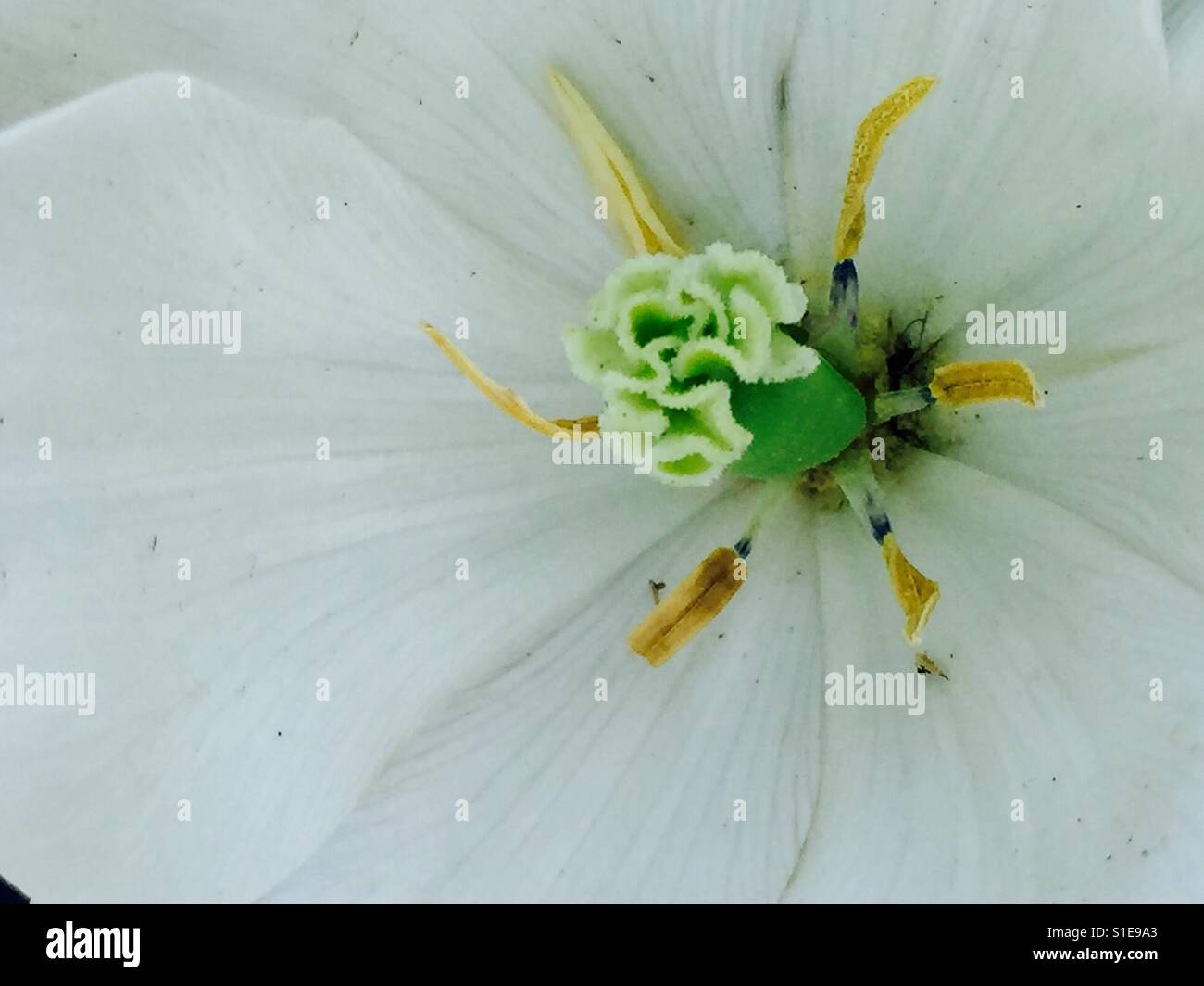 Stamens of Hybrid white poppy with delicate pale green white petals and yellow green and white main stamen that is shaped like a brain. Stock Photo