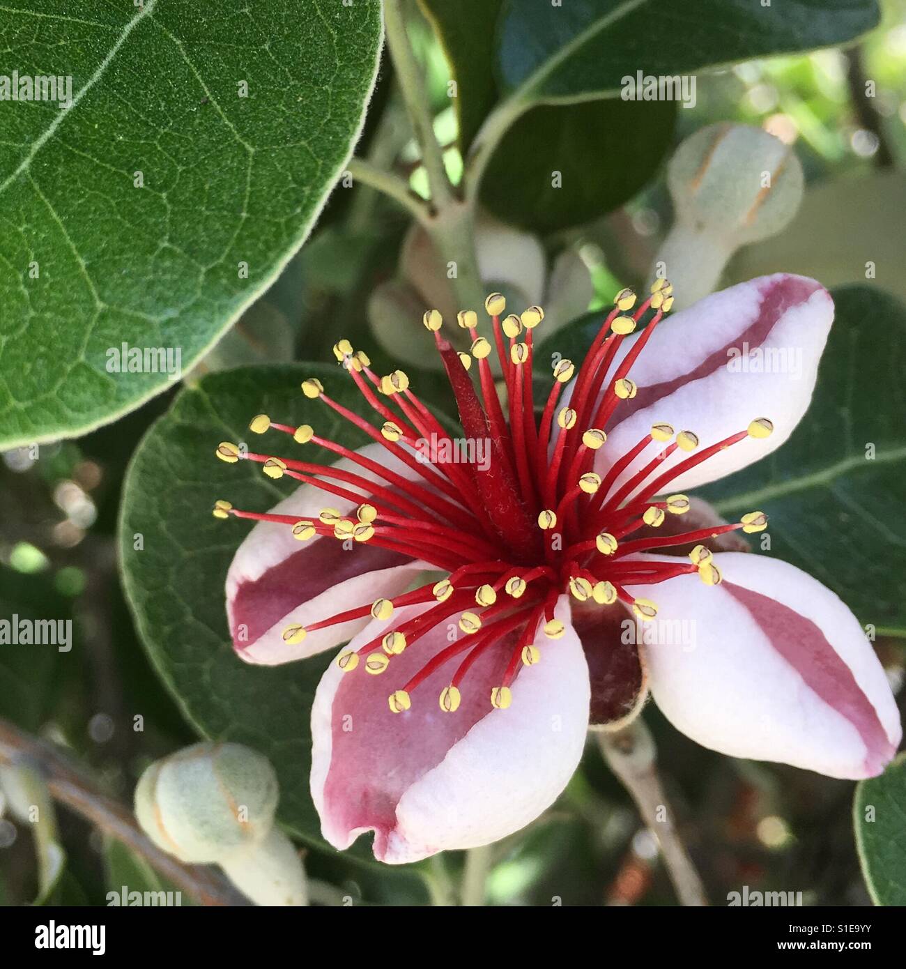 Guava flower hires stock photography and images Alamy