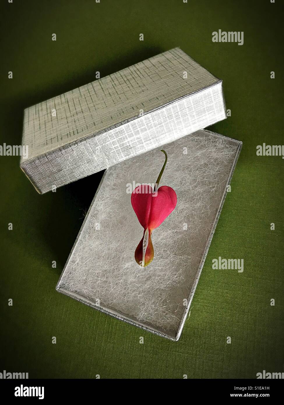 A bleeding heart flower in a silver box. Stock Photo