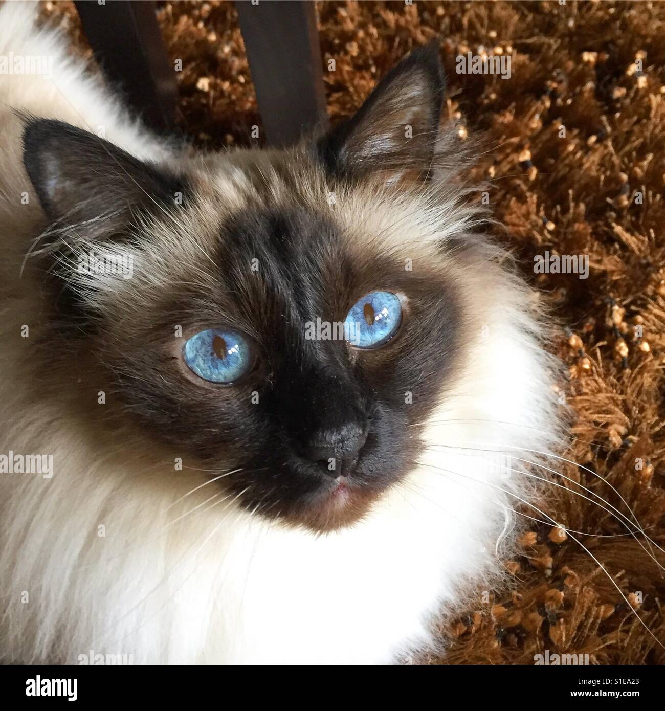 Birman cat - Smartphone Captured Stock Image