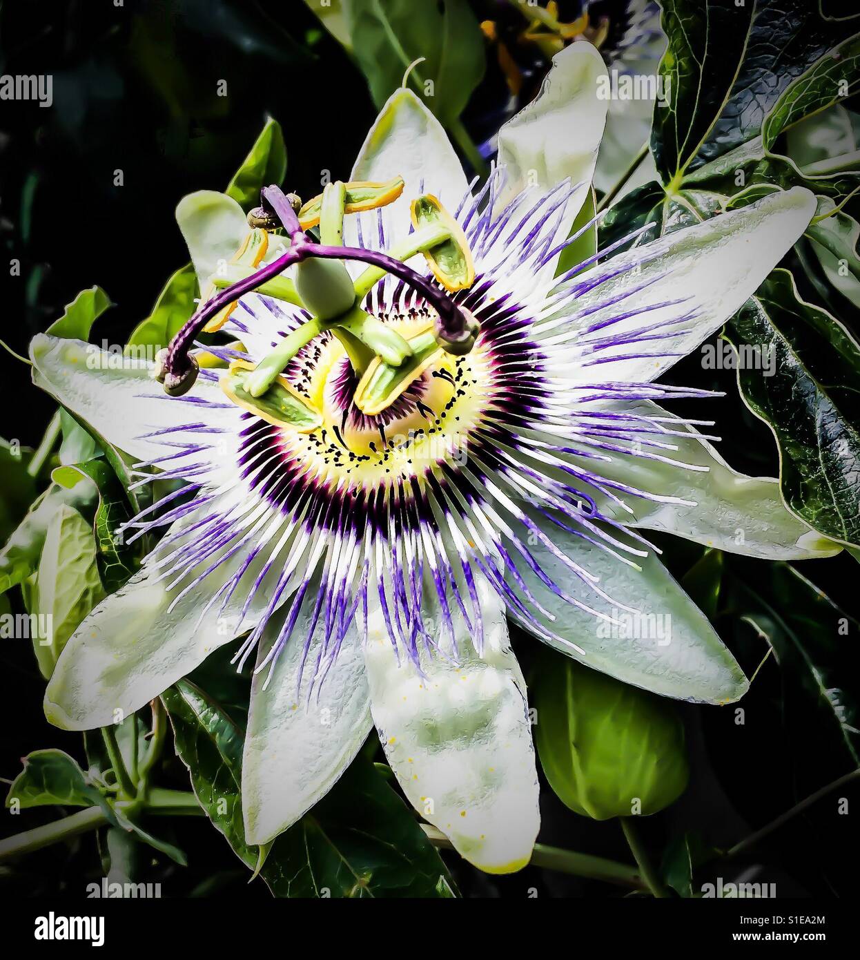 Passion flower close on Stock Photo