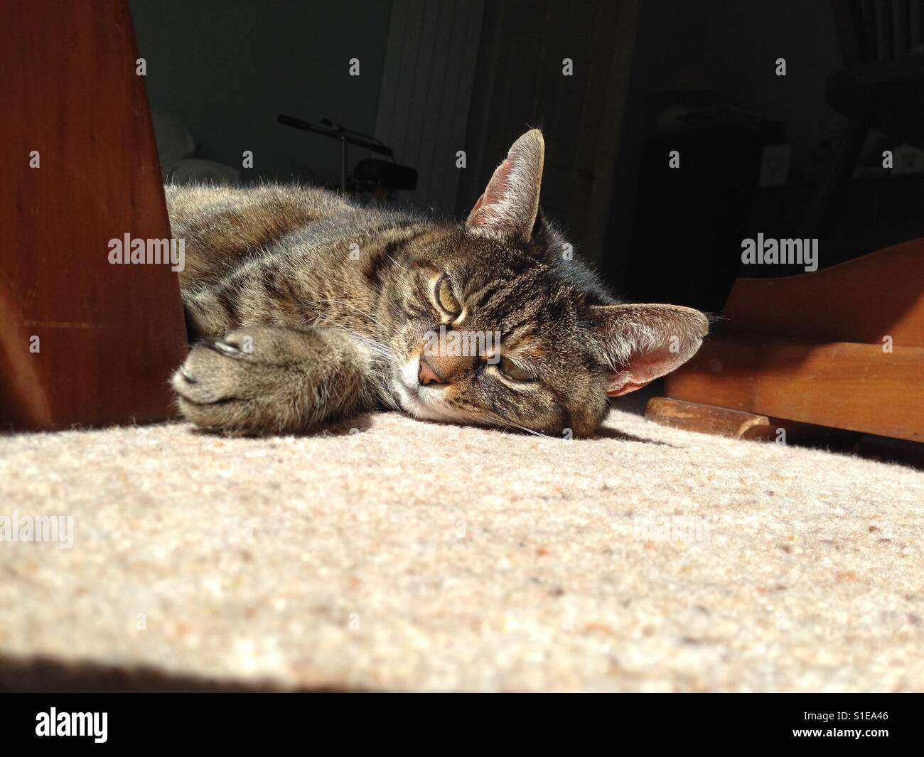 Cat nap in the sun Stock Photo