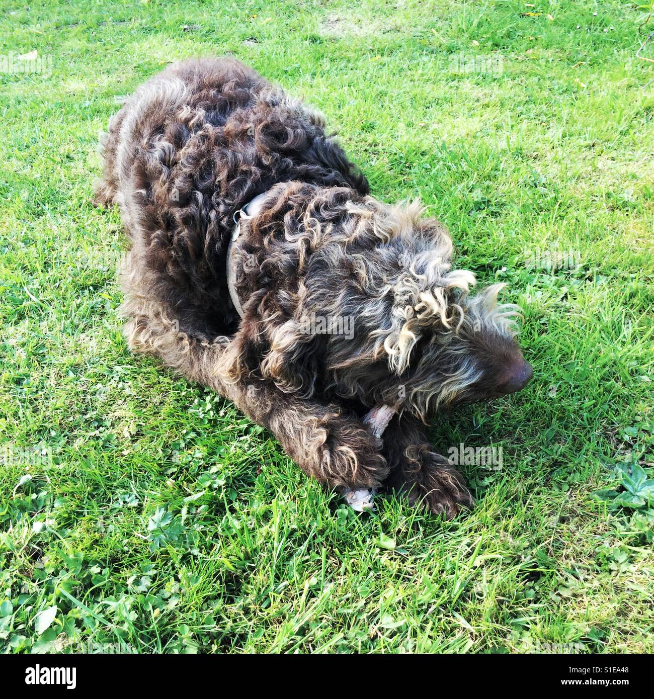 Brown Labradoodle dog chewing a bone on the grass. - Smartphone Captured Stock Image