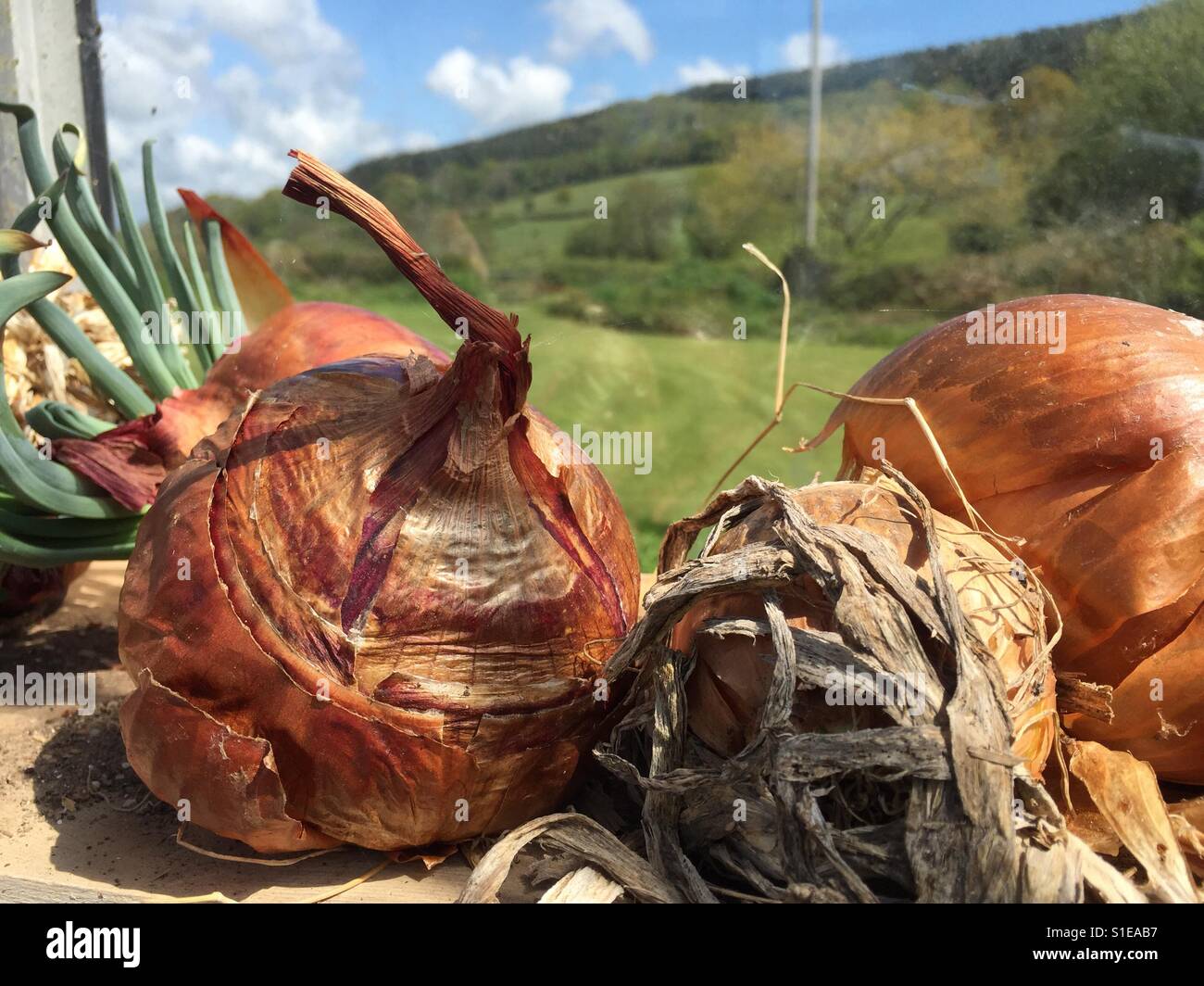Wilting onions in a greenhouse Stock Photo Alamy