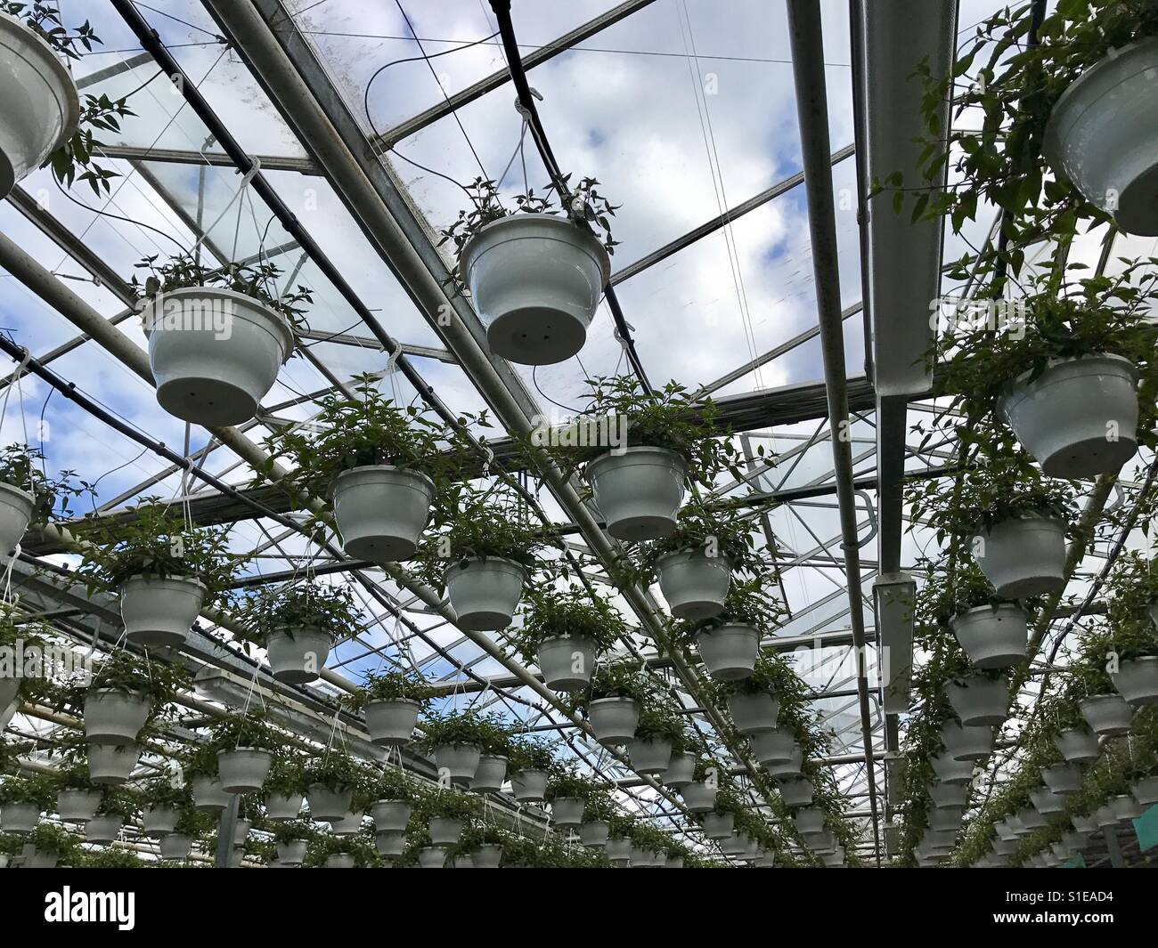 Plants in commercial greenhouse hanging Stock Photo