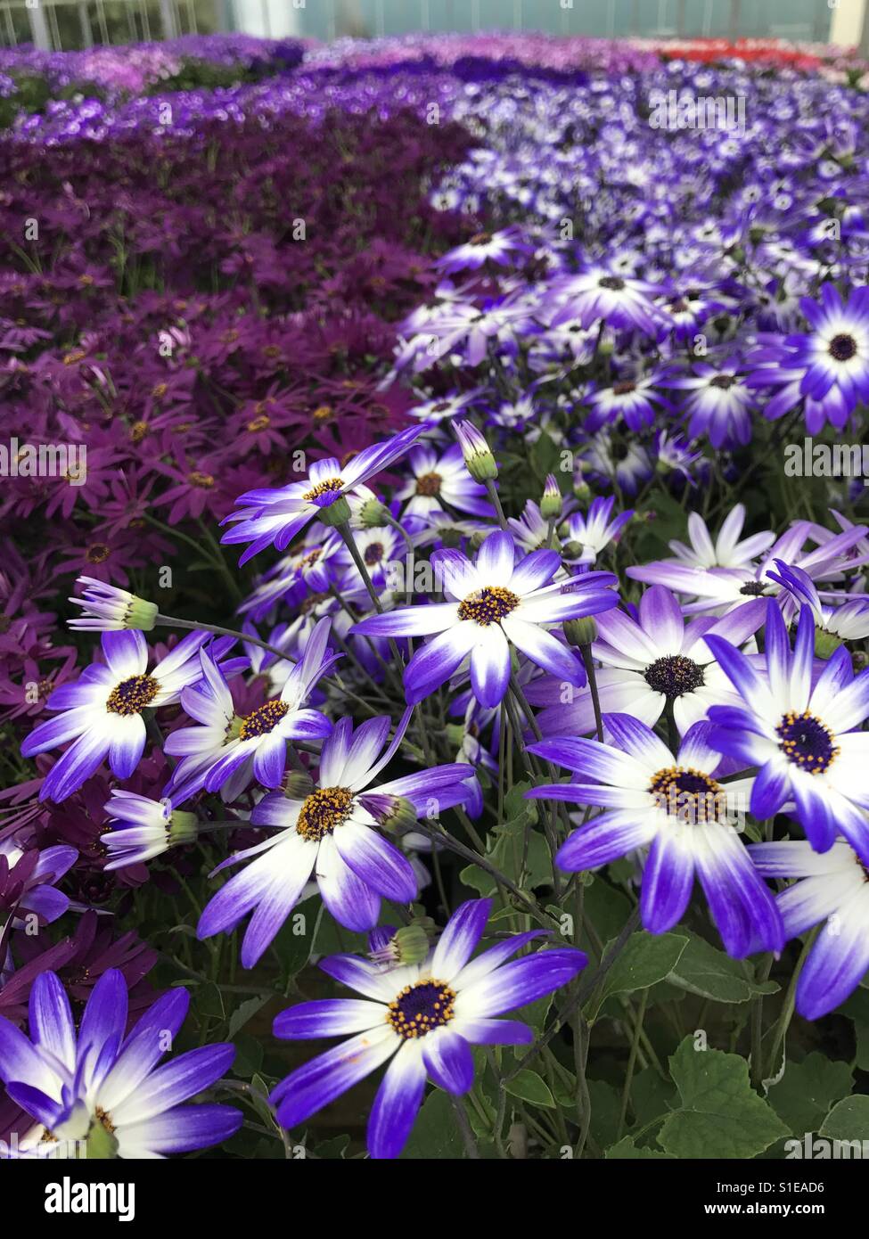 Plants in commercial greenhouse Stock Photo Alamy