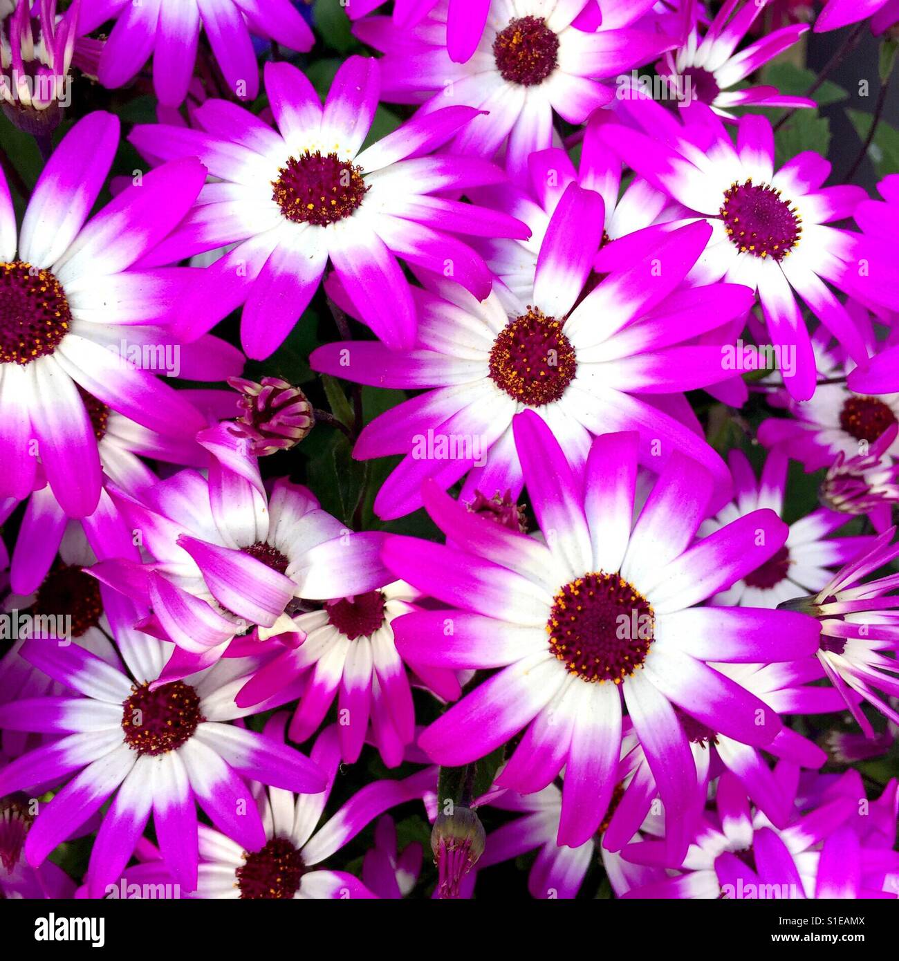 Violet pink Daisy with white centers Stock Photo