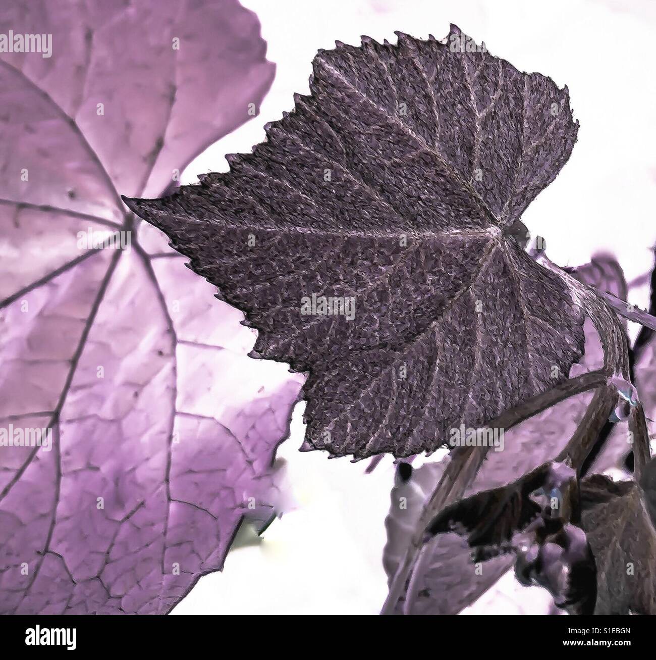 Crawling vine hi-res stock photography and images - Alamy