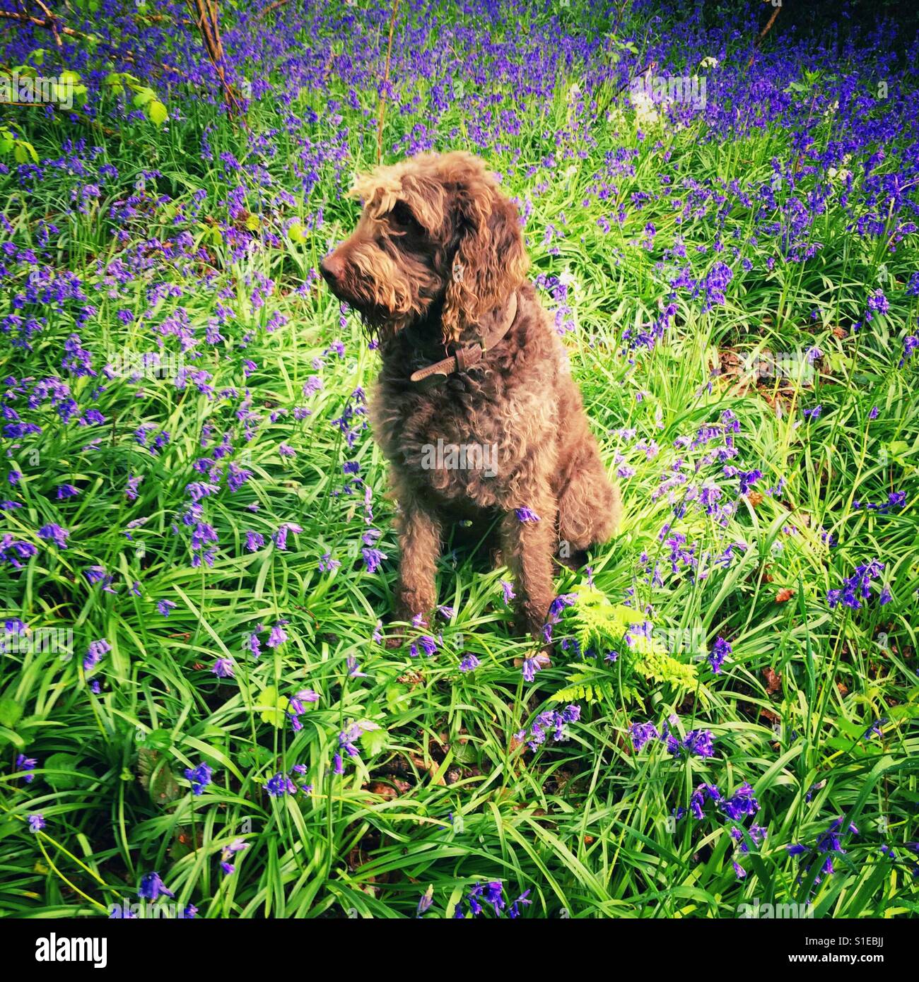 Chocolate brown Labradoodle dog sitting in a patch of bluebell flowers, Medstead, Hampshire, England. - Smartphone Captured Stock Image